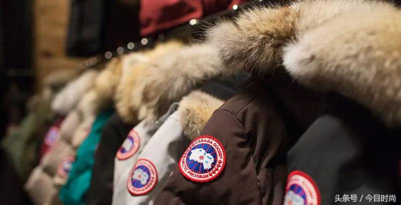 国内的鹅跟国外的鹅的区别,海外鹅与国内鹅