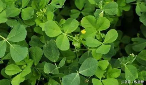 他的羊场是农业部认定的无公害畜产品生产基地，一年收益300万！