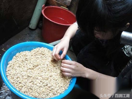 幼鸽鸽粮最佳配方大全,如何制作小鸽子喂鸽粮的东西