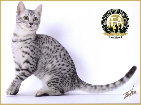 喵星人的3种类型,喵星人类型对照表