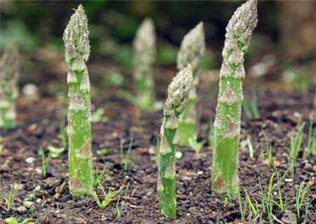 山东芦笋亩产多少斤,山东曹县的芦笋多少一斤