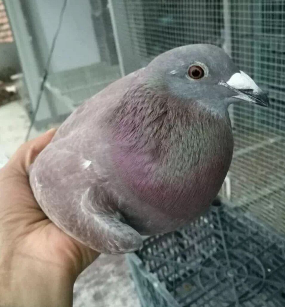 如何让鸽子飞到手上,怎么训练小鸽子在手上吃食