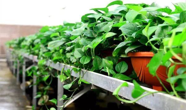 绿萝怎么养才能让绿萝更旺盛,怎样养绿萝才能让绿萝长得更快