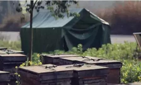 养蜂人揭秘中蜂,30年养蜂人教你如何辨别真假蜂蜜