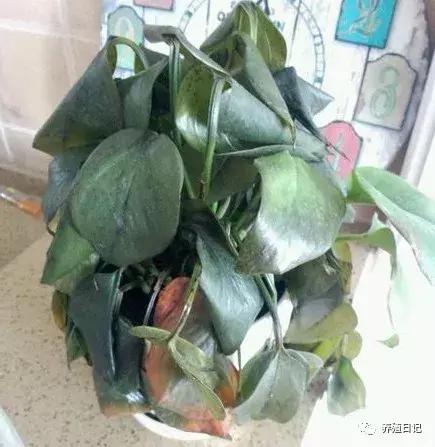 君子兰叶子冻蔫了还能救活吗,波斯菊冻蔫了怎么救活