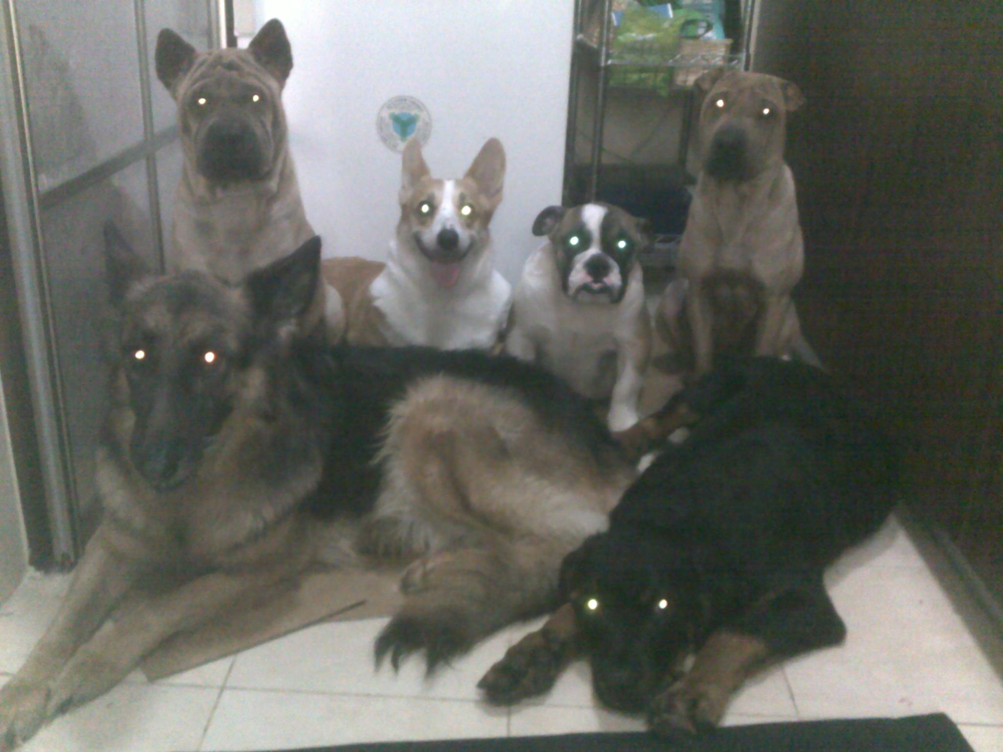 狗年将至！乱弹几则人与狗，跳跃发散型思维叙事，与君同游同乐！