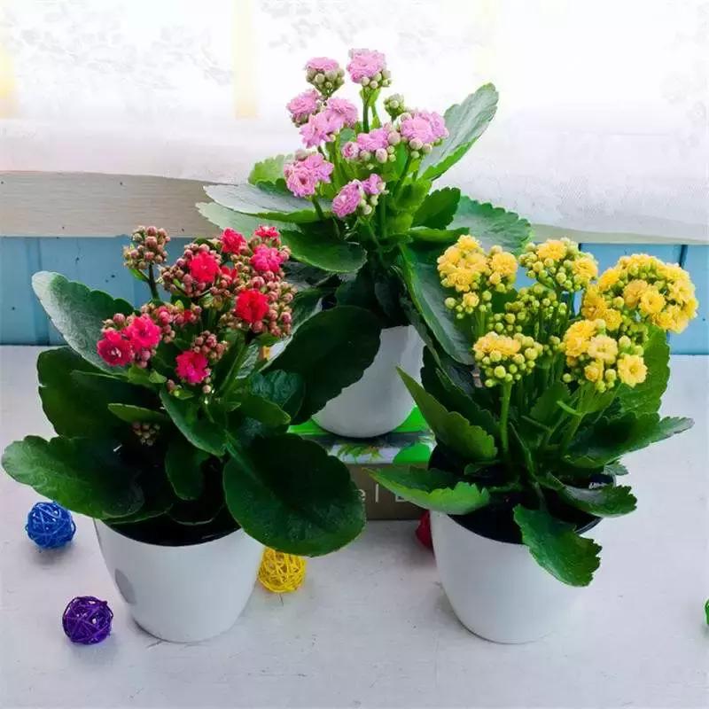 选花技巧和方法,各种花的养花技巧和方法