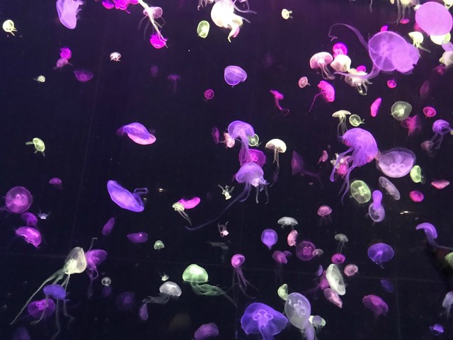 两天一晚珠海长隆旅游攻略,珠海长隆旅行一日游需要准备什么