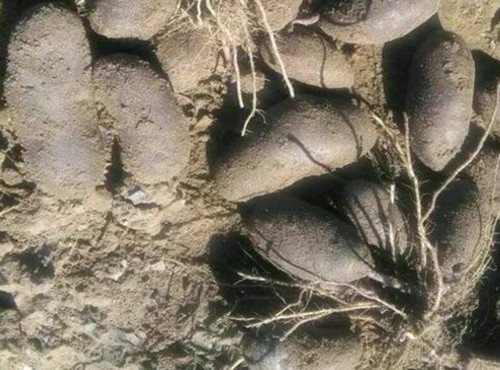 黑土豆种子几月种,富硒黑土豆种子