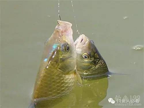 用红虫怎样避免小鱼闹窝,红虫避小鱼最有效的方法