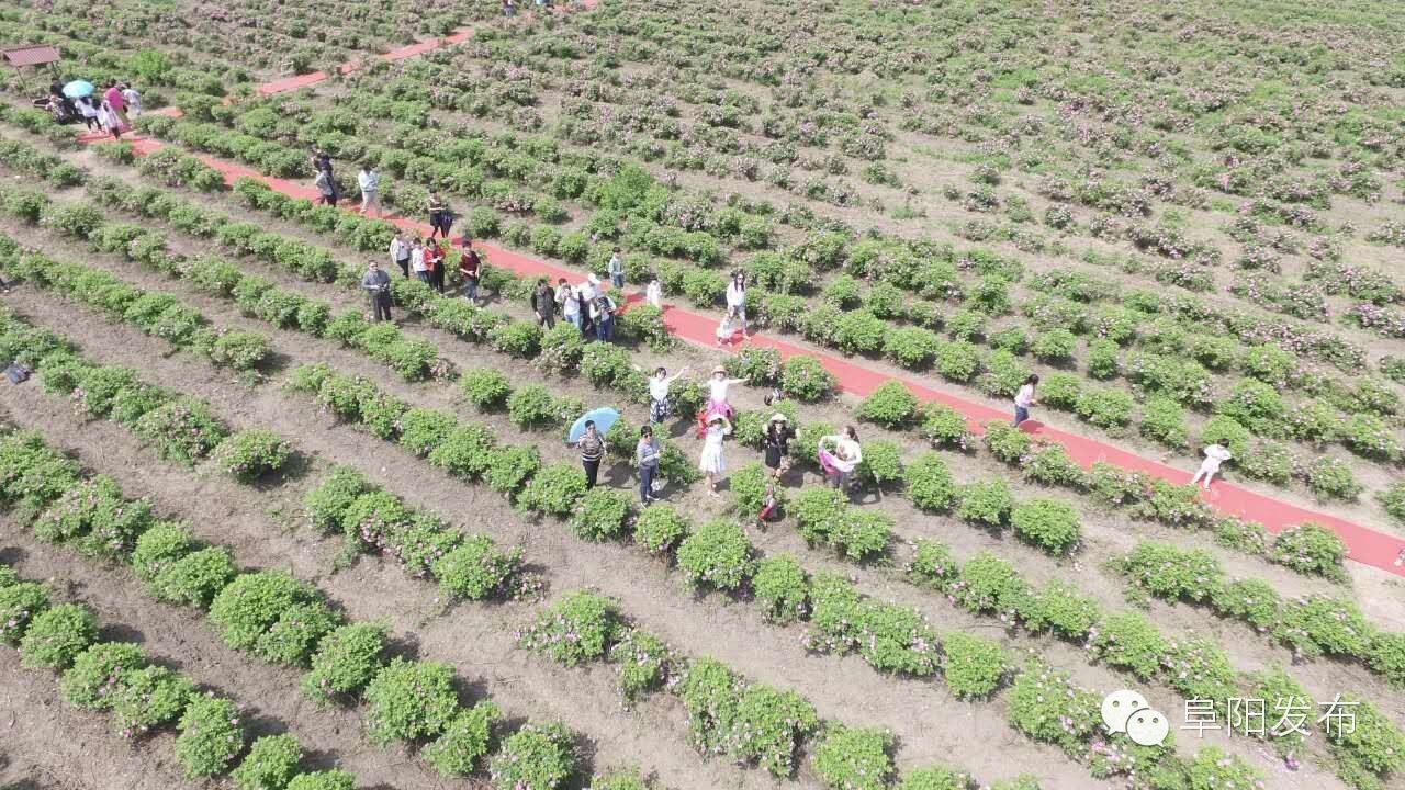 界首有个*瑰园玫**,美爆了!没去别后悔~