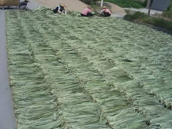 正宗清远连州水晶梨,广东清远连州的水晶梨