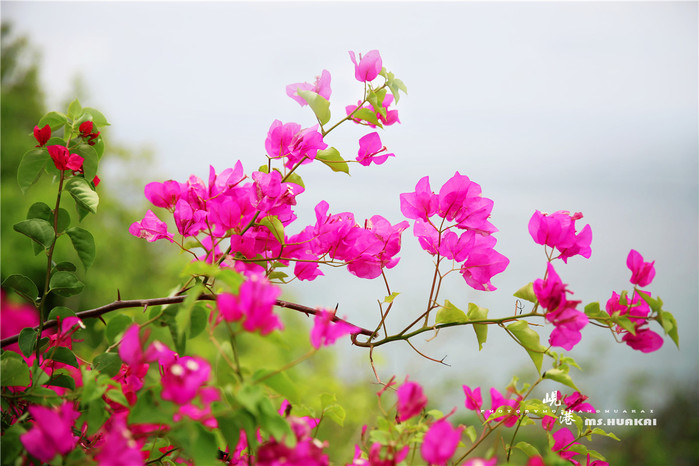 ◆周末度假去哪儿◆——在越南岘港逛吃逛吃