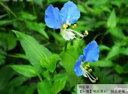 甲醛涨知识,甲醛中毒怎么去除最有效