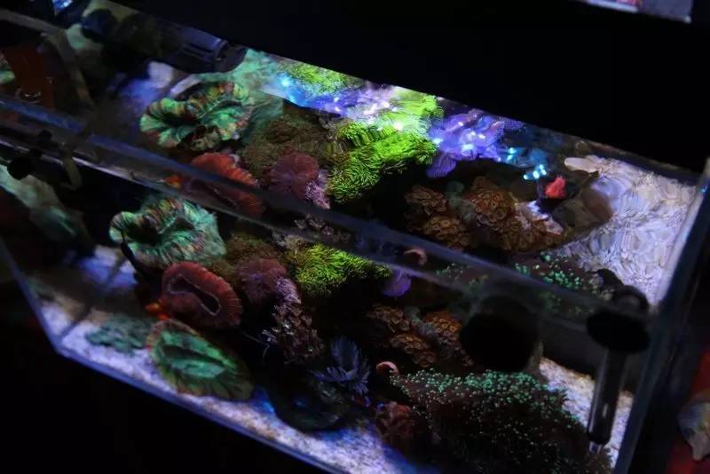 给我一个小缸，我要塞满整片海洋~