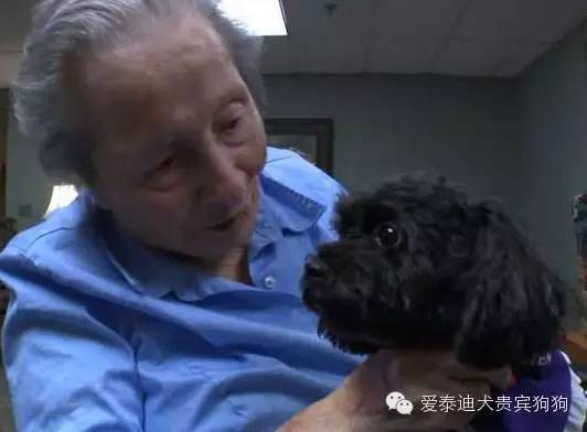 会坐电梯的狗狗,会坐电梯的泰迪