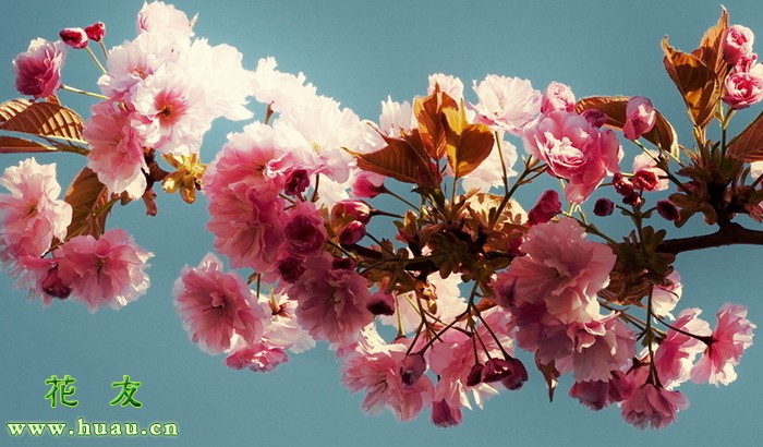 梅花冬季养护注意事项有哪些,入冬梅花叶子自然落吗