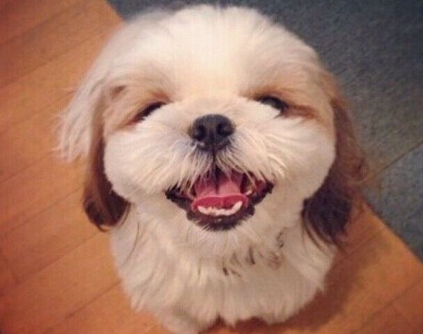 狗狗成长记录1-100天卡点视频,狗狗成长记30天