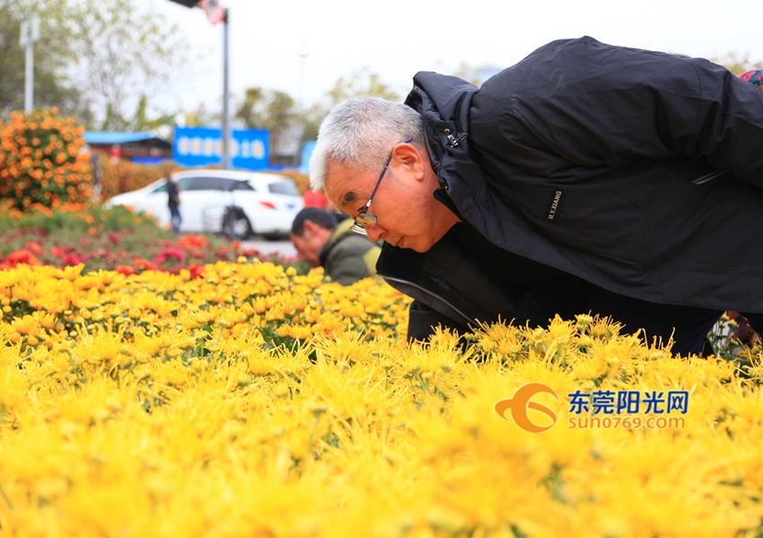 武汉迎春花市新品种,一年一度的迎春花市即将闪亮登场