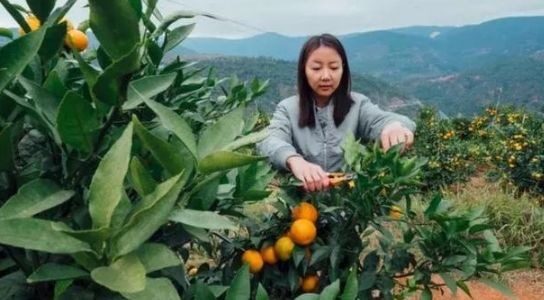 从褚时健、黄光裕、王欣，看“高墙”内外的企业家救赎