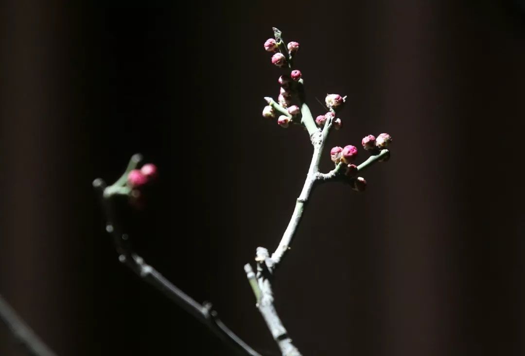 「946·民生」石家庄过年全攻略！医院、银行、演出、商超营业时间地点大汇总！