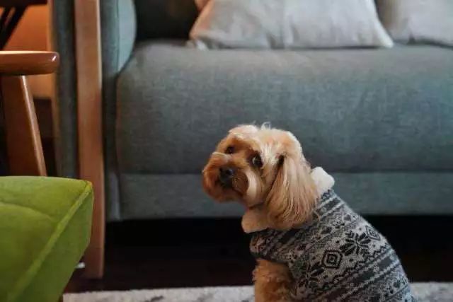 狗年除夕夜｜那些上过《安邸AD》的狗朋友们怎么样了？