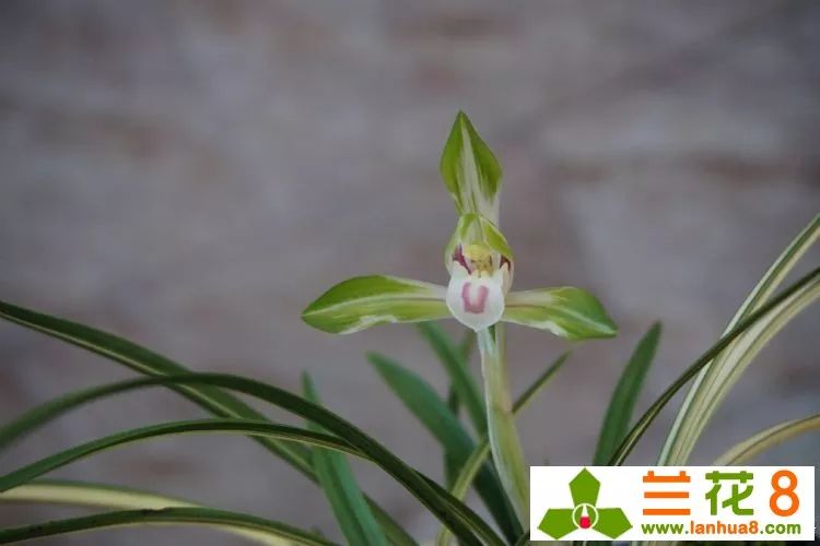 兰花叶子上都是小黑点怎么处理,兰花叶片有小黑点怎么处理