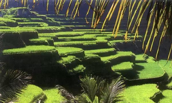 2019年巴厘岛之行,最近巴厘岛旅游价格