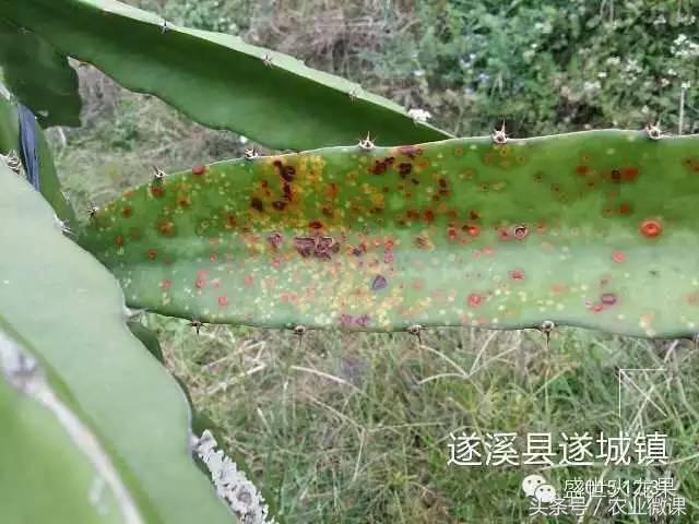 火龙果高温日灼防治经验,火龙果防霜冻