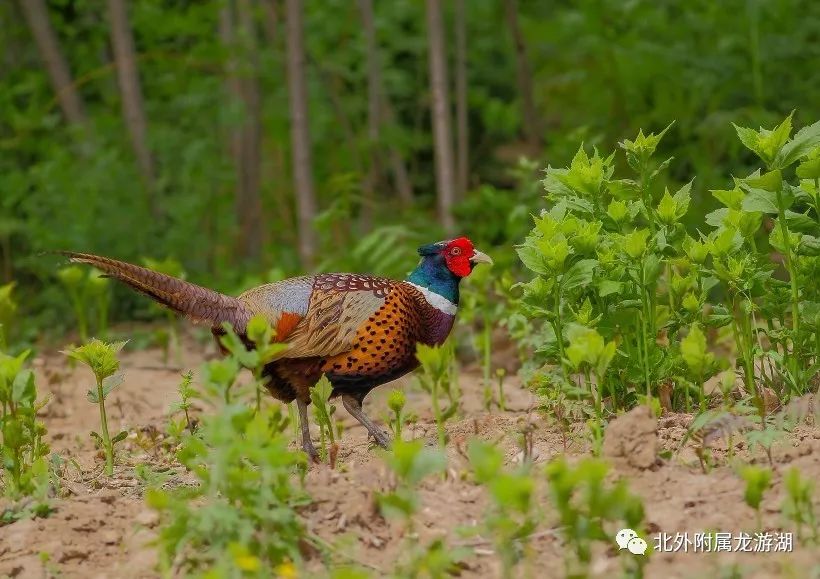 如皋文化,如皋历史传说