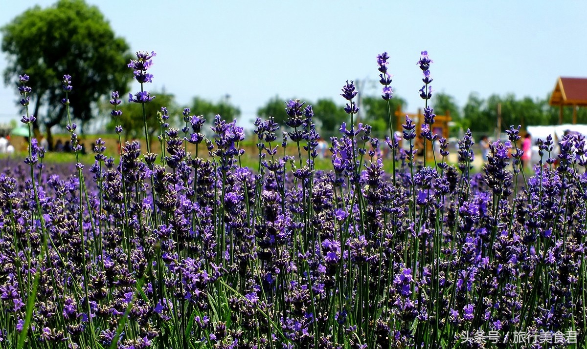 西安附近薰衣草庄园有哪些,西安周边薰衣草景区有哪些