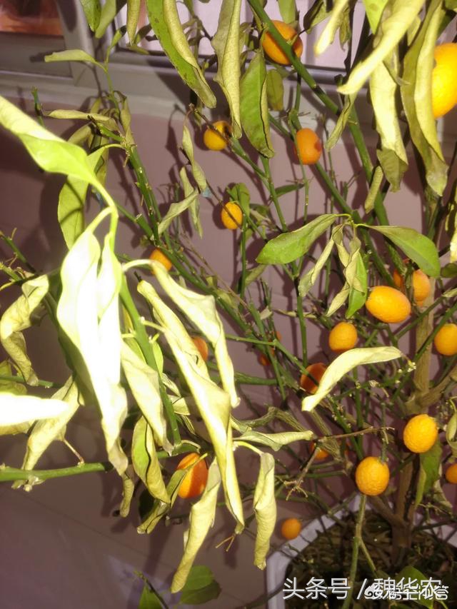 桔子树病10种治疗方法大全,橘子树常见病害有几种
