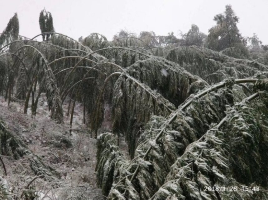 今年南方雨雪冰冻对农业危害,2008南方冰冻灾害造成的影响