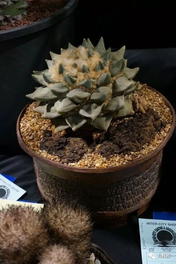 多肉万象最贵的品种,玉露多肉最贵多少钱一棵