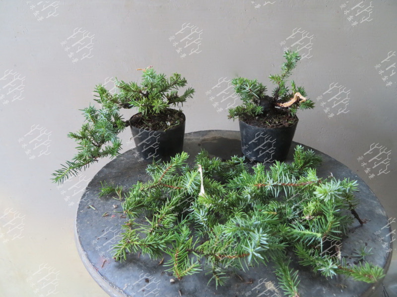 多大的真柏可以做舍利,迷你舍利崖柏