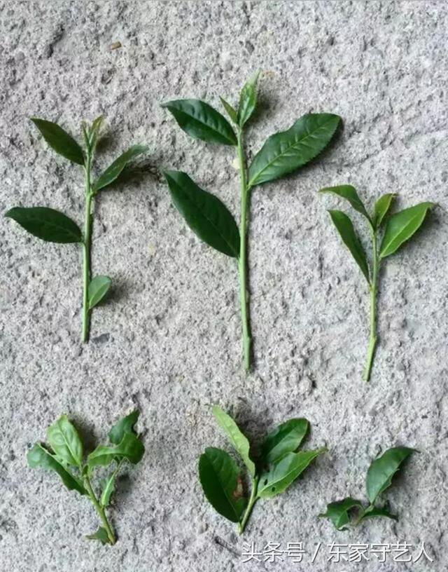 安溪种植茶叶的有利自然条件,安溪种植茶叶的情况介绍