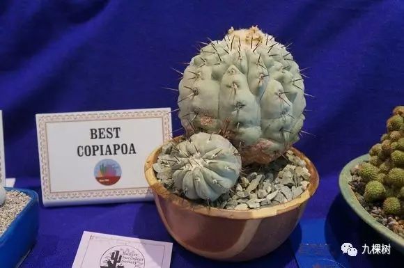 十大最贵玉露多肉品种,多肉最贵的品种有哪些