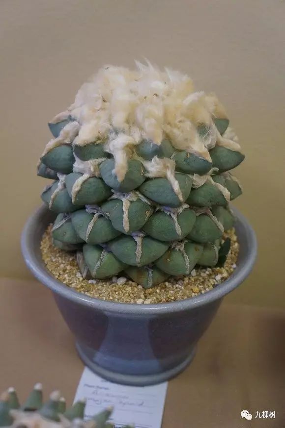 十大最贵玉露多肉品种,多肉最贵的品种有哪些