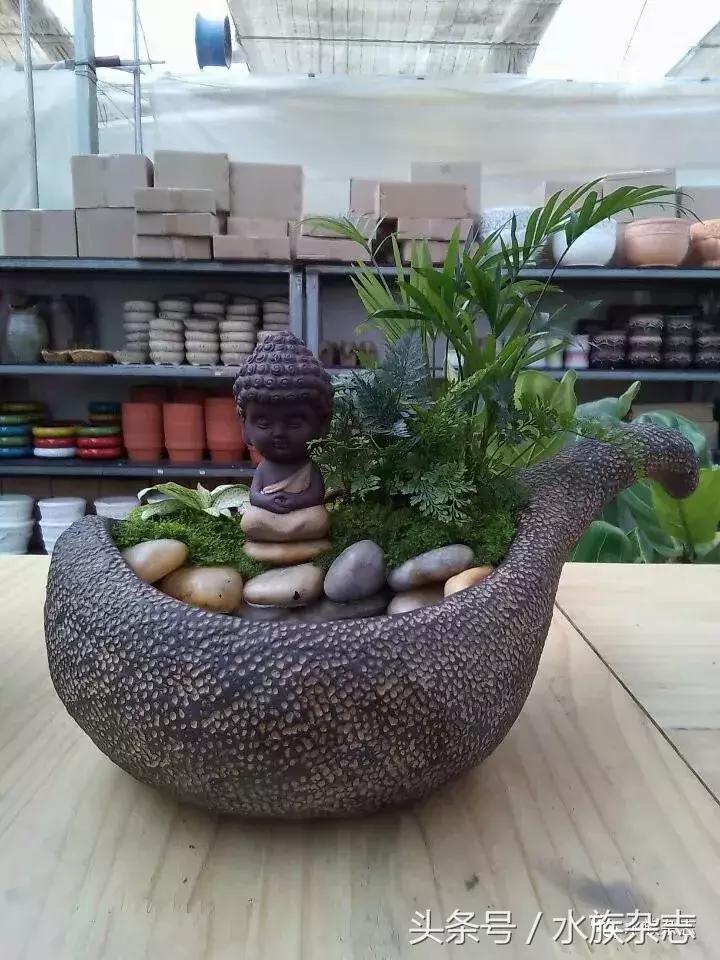 水陆雨林造景价格,水陆雨林造景之苔藓篇