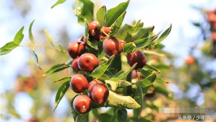 有2个浙江或6个台湾大,农民人均收入直逼上海,它就是*疆新**若羌县