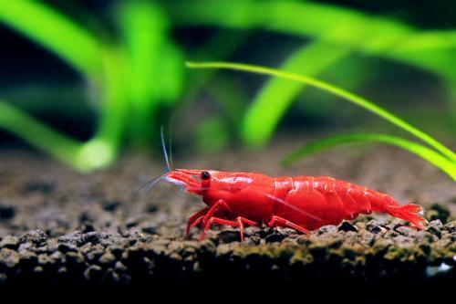 极火虾（水族箱完美搭档）