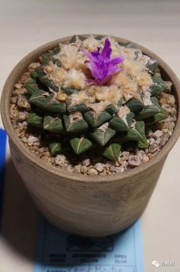 十大最贵玉露多肉品种,多肉最贵的品种有哪些