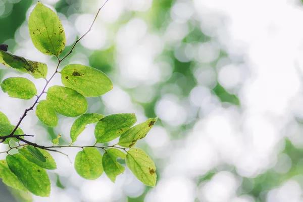 请到广东过大年2017,2018请到肇庆过大年