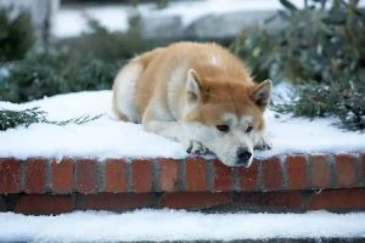 狗年旺旺视频完整版,狗年旺旺2019