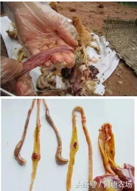 家禽四季防病,冬季家禽养殖注意事项