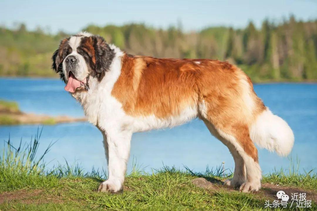 你没见过的萌宠,你没见过的宠物