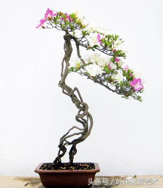 过年送礼好不好,过年送礼单数还是双数好