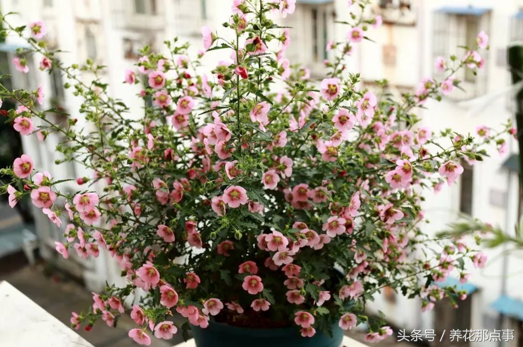 鍐板ぉ闆湴鑺辨捣,鍏ュ啲杩樿兘鐪嬪埌鑺辨捣