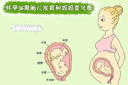 胎儿在母体内的生活,胎儿在母体里一天最多能长多少