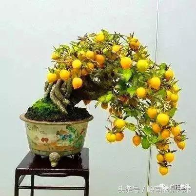 过年送礼好不好,过年送礼单数还是双数好